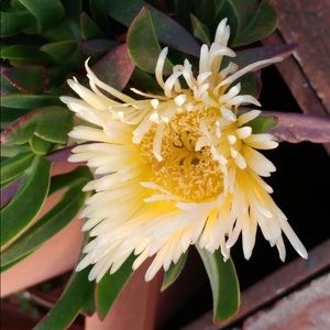 Meet your Posher, Abigail